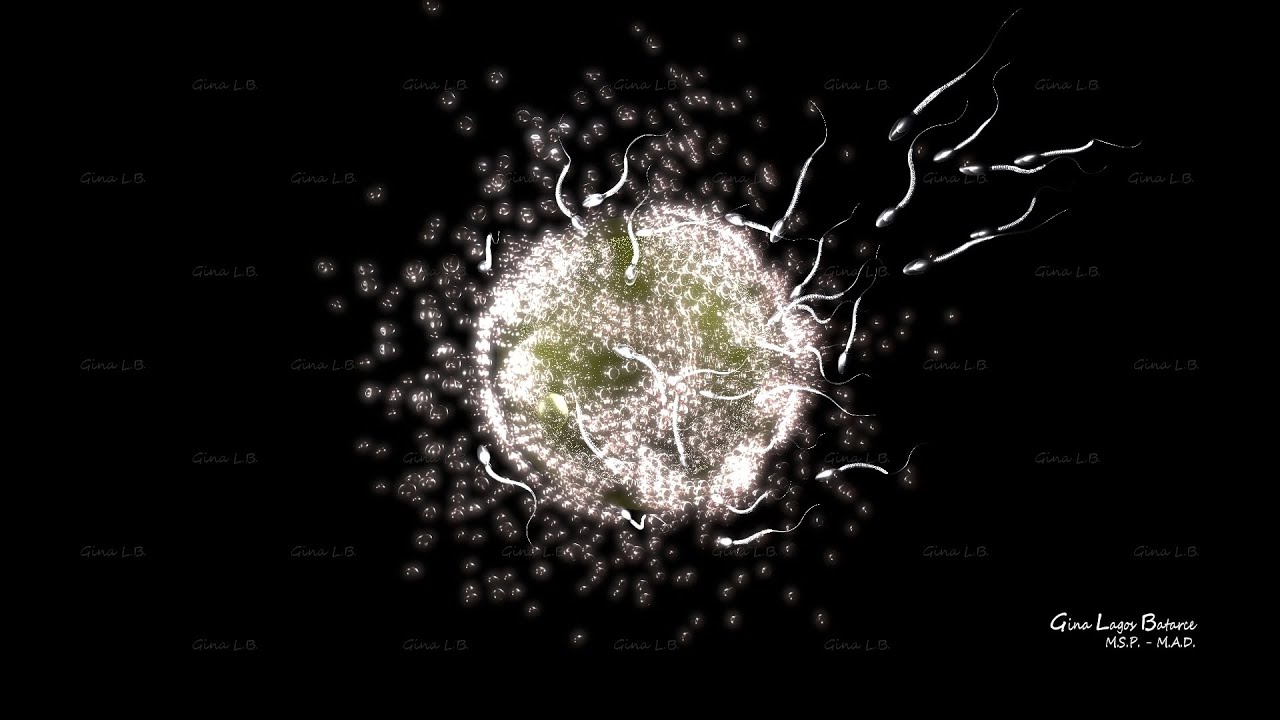 FECUNDACIÓN / 3d Animation