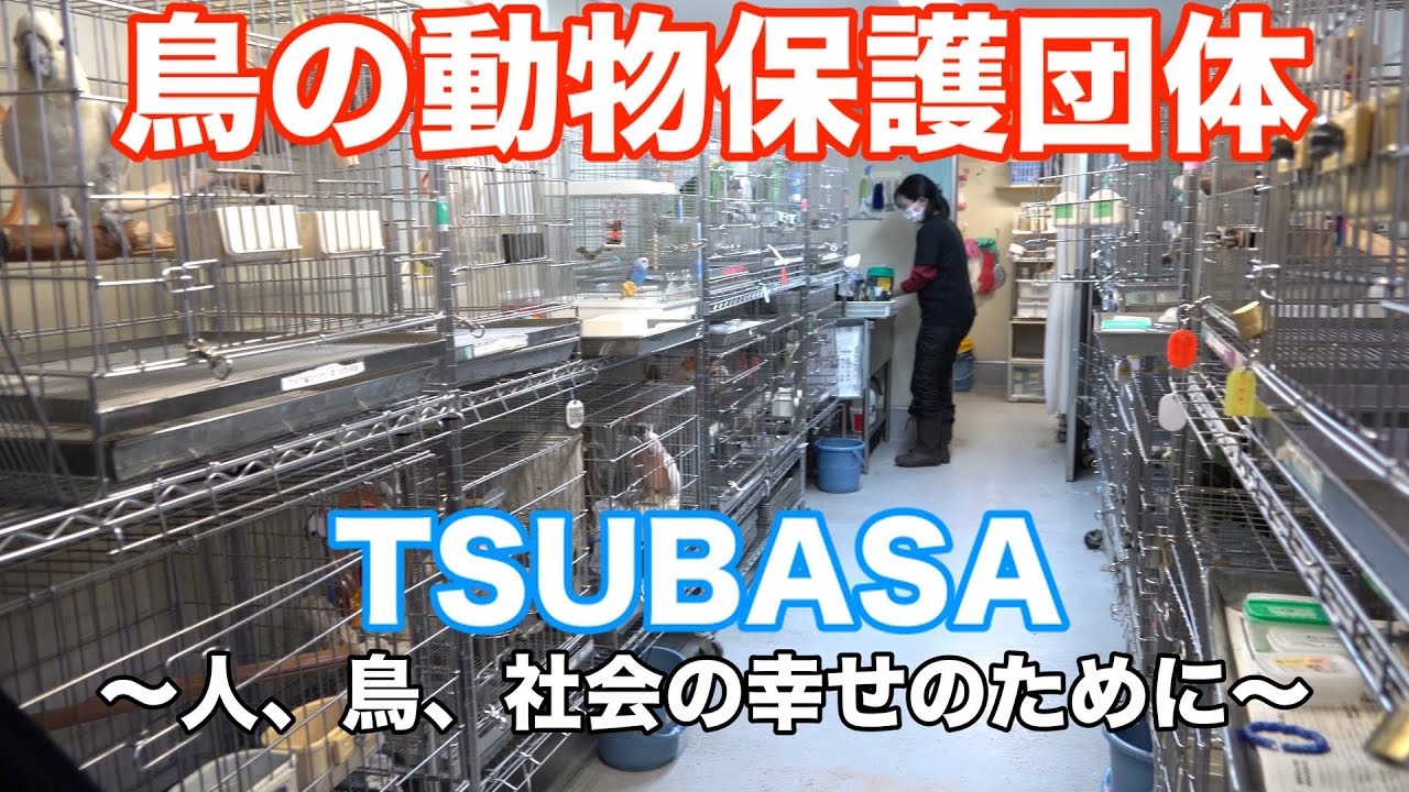 鳥の動物保護団体TSUBASA 〜人、鳥、社会の幸せのために〜