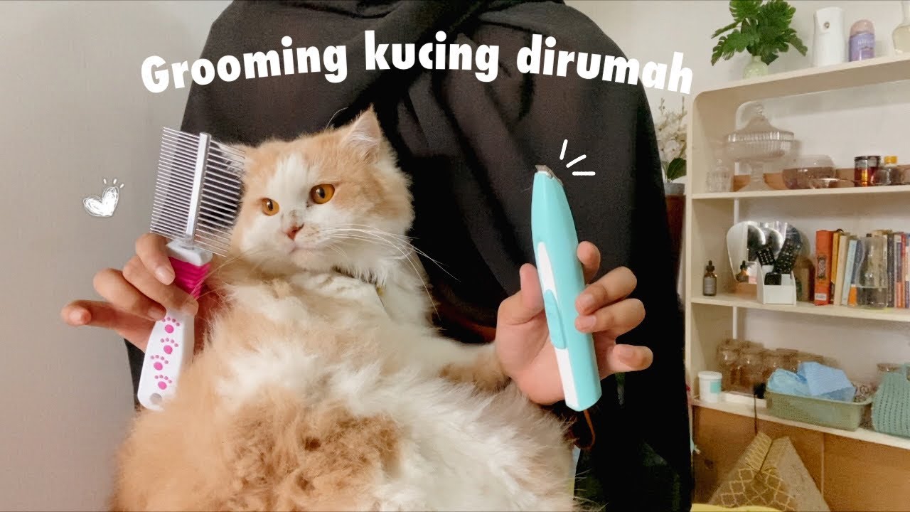 Basic cat groom at home