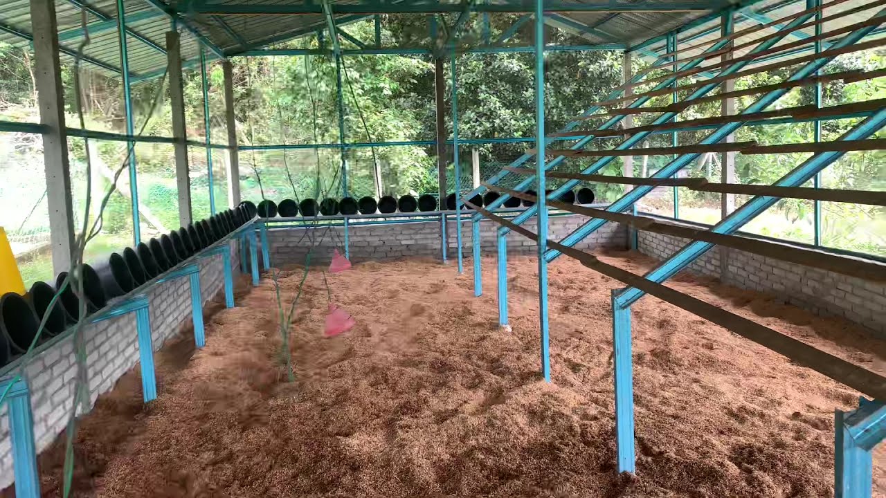 Episode 1 Reban ayam kampung baru masukkan sekam padi