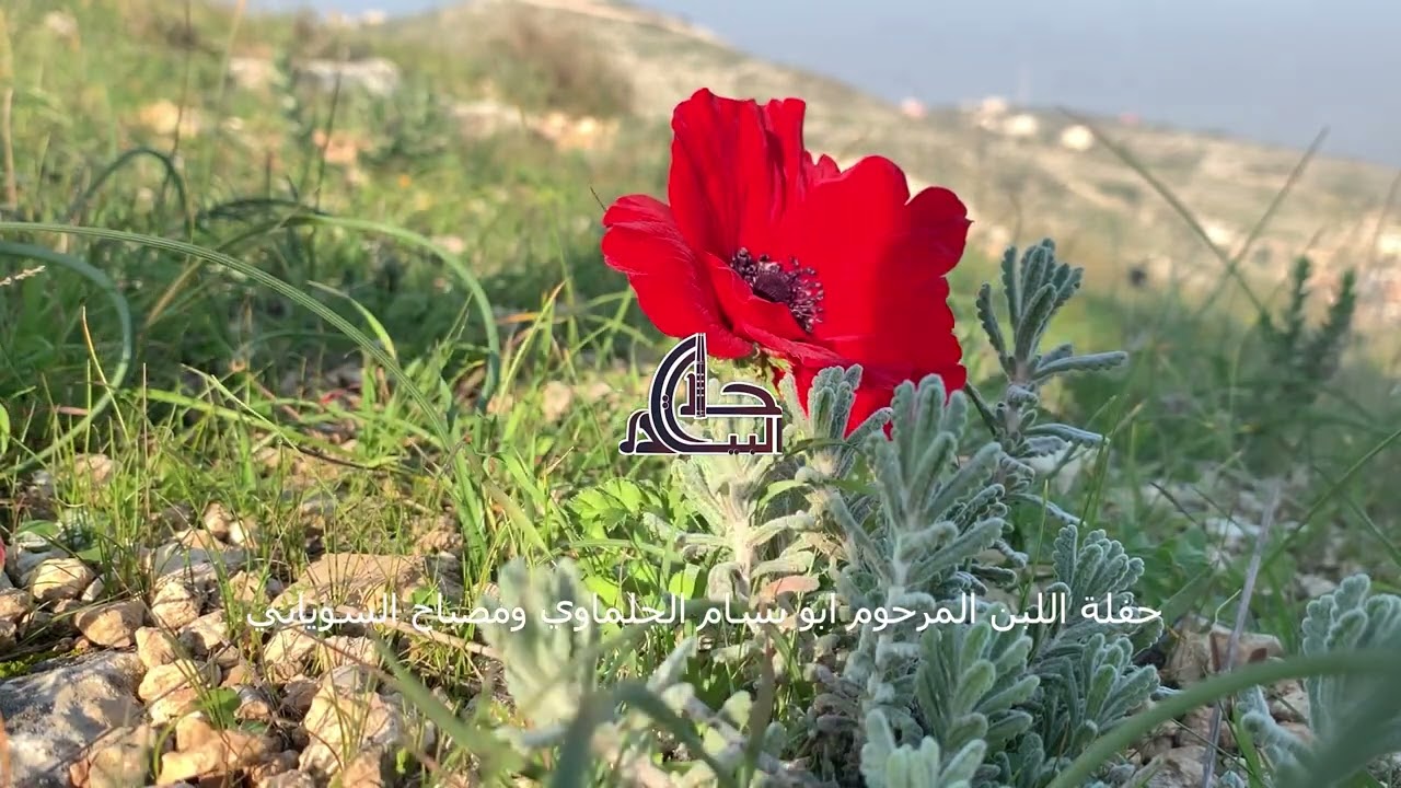 المرحوم الجلماوي أبو بسام ومصباح السوياني حفلة رائعة من اللبن والساوية