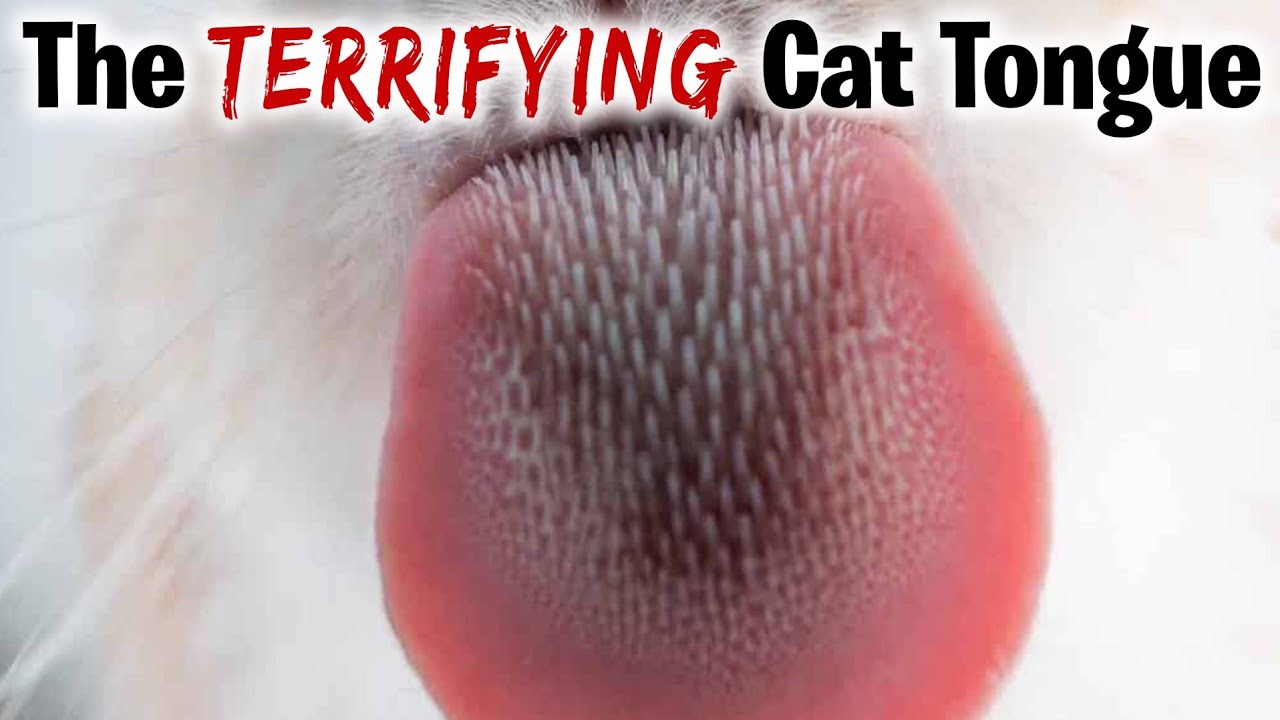 The TERRIFYING Cat Tongue | Cool Cats & The D.E.V.