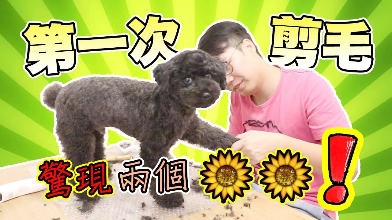 幫狗狗剪毛剪出兩個菊花？？COCO要生氣了！！
