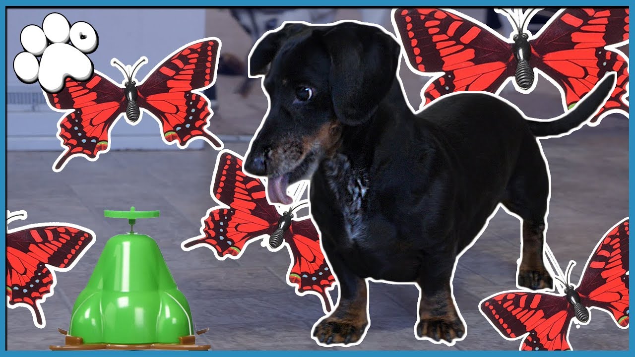 OSCAR vs. BUTTERFLY! (hilarious!)