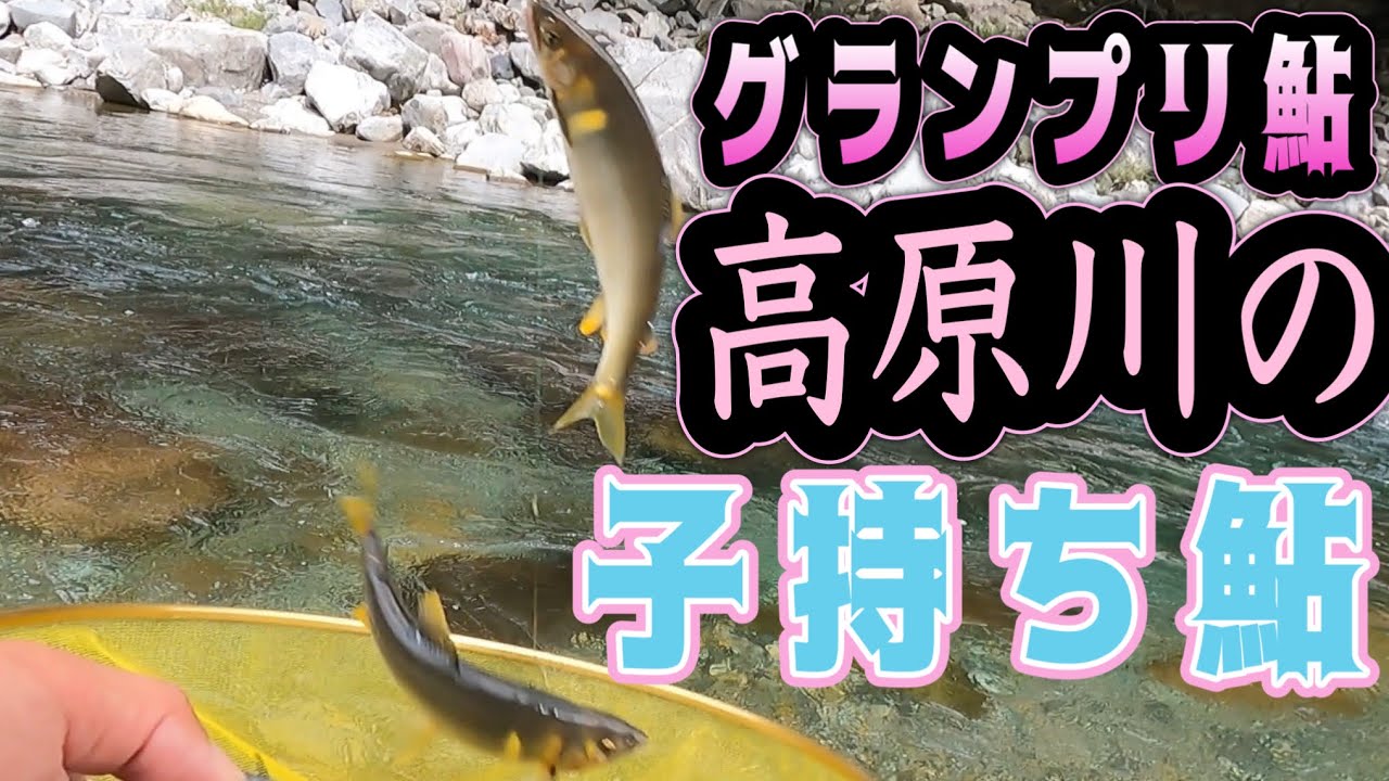グランプリ受賞の高原川の子持ち鮎を釣る