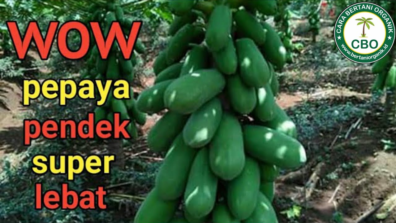 Cara Agar Pohon Pepaya Pendek Dan  Berbuah Lebat, How to make Papaya trees short and fruitful