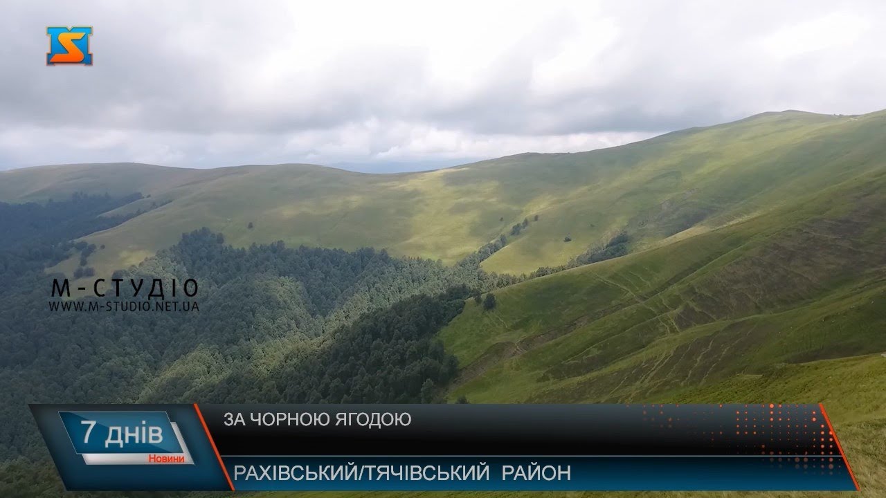 За чорною ягодою
