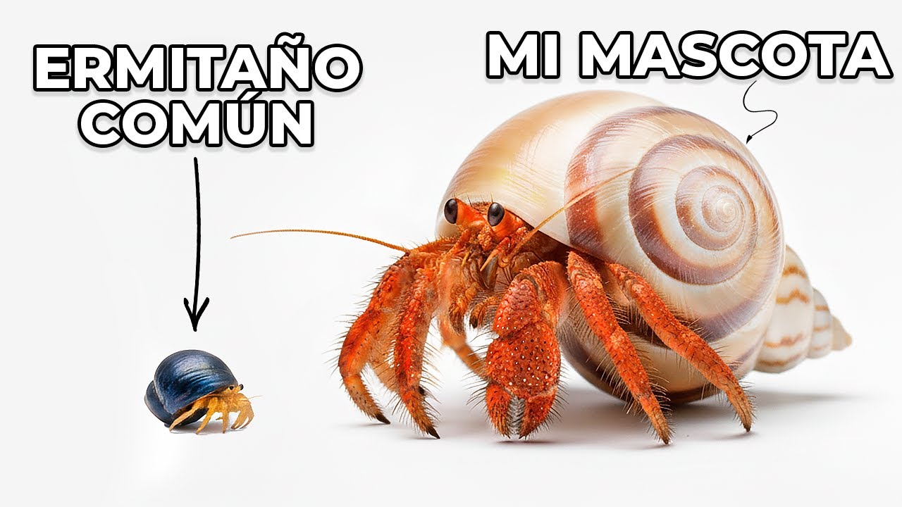Tengo un Cangrejo Ermitaño 10X MÁS GRANDE como mascota (¡sí, es real!)