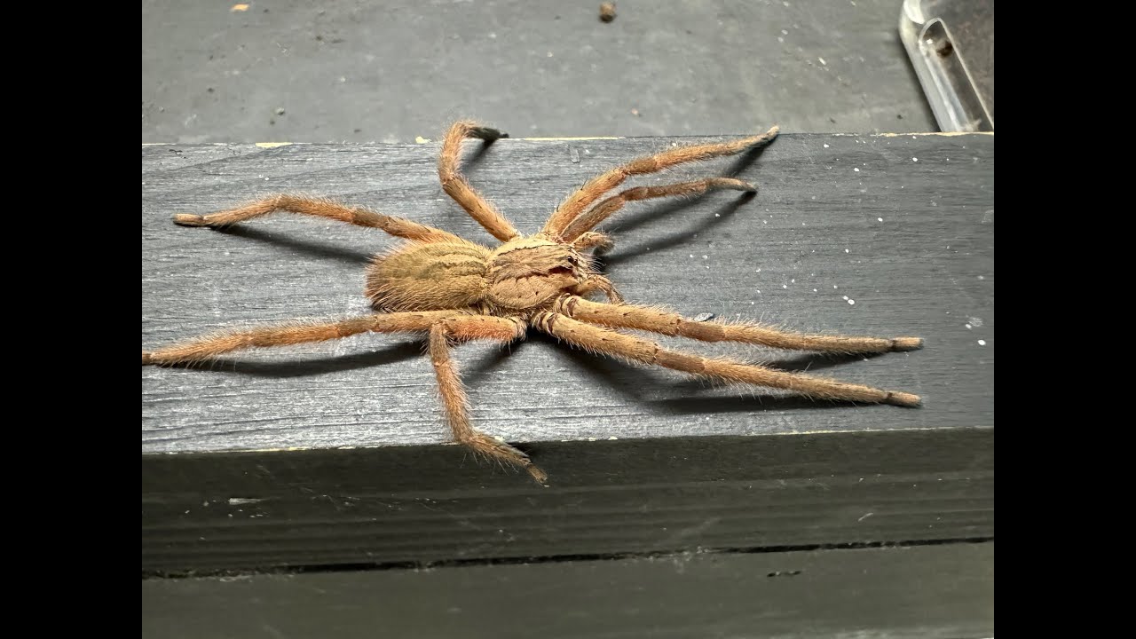 Cupiennius salei ,Tiger Wandering Spider rehouse and care