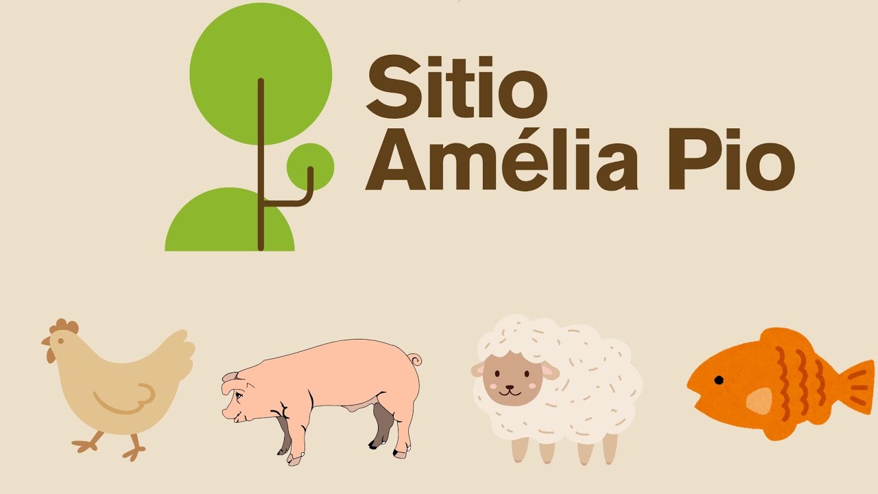Criação de suínos. Filhotes, matrizes e barrao,raças landrace e pietran. @SitioAmeliaPio 