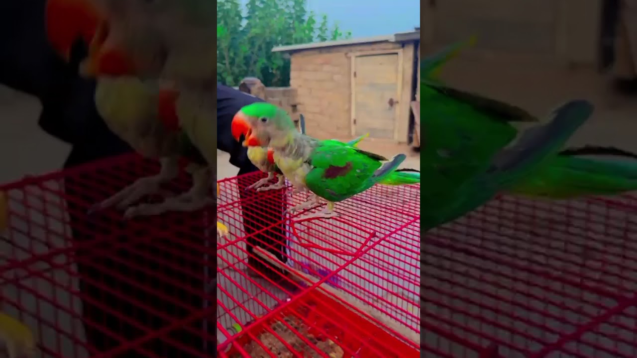 #paratha 🐦pigeon #maintota vairal #balgeet video(2)