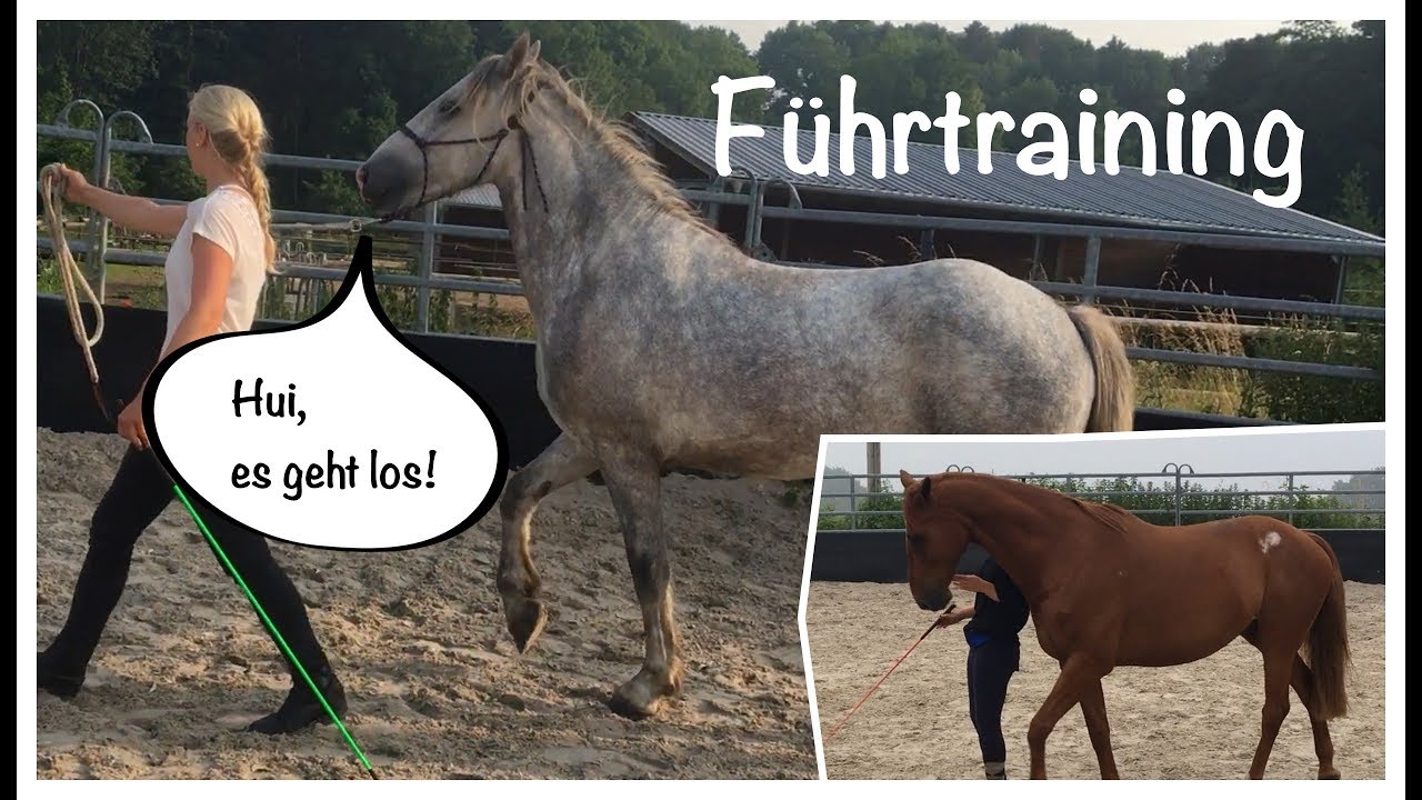 Bodenarbeit für Anfänger: Führtraining 1 - Wie bleibt mein Pferd an der Schulter?
