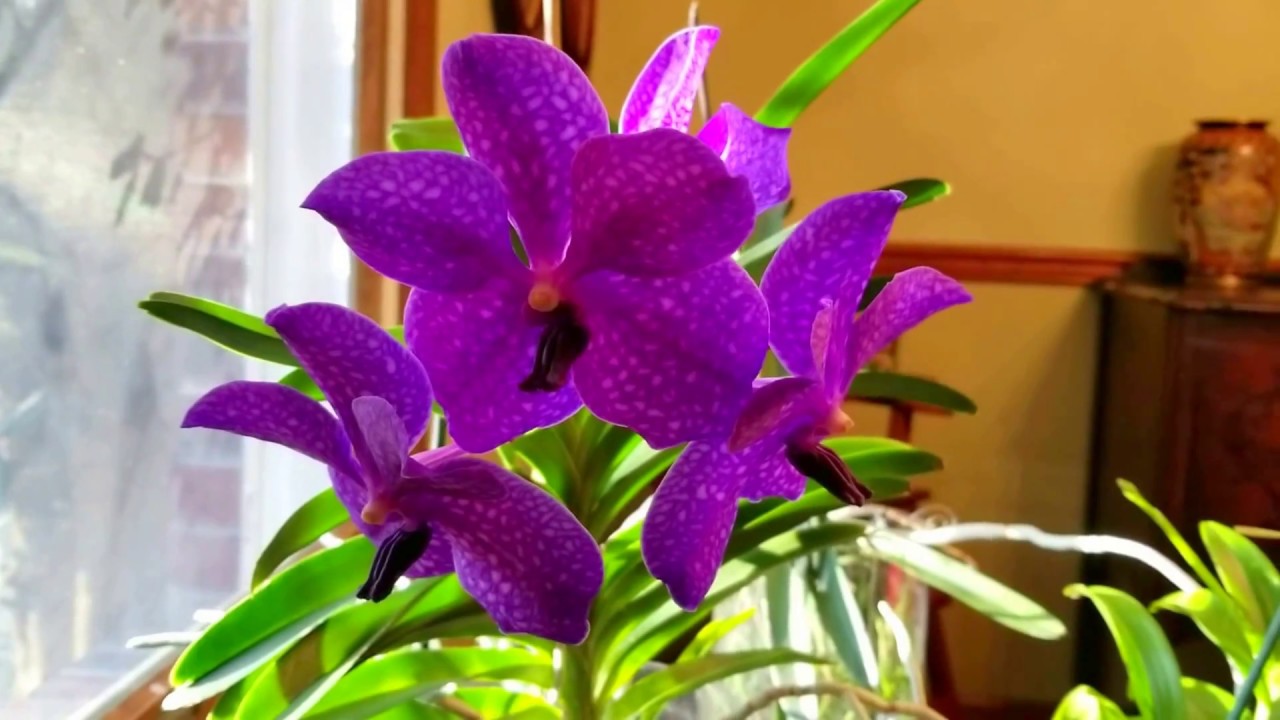 Special care tips for your orchids in the winter.  Light, humidity, and warmth.