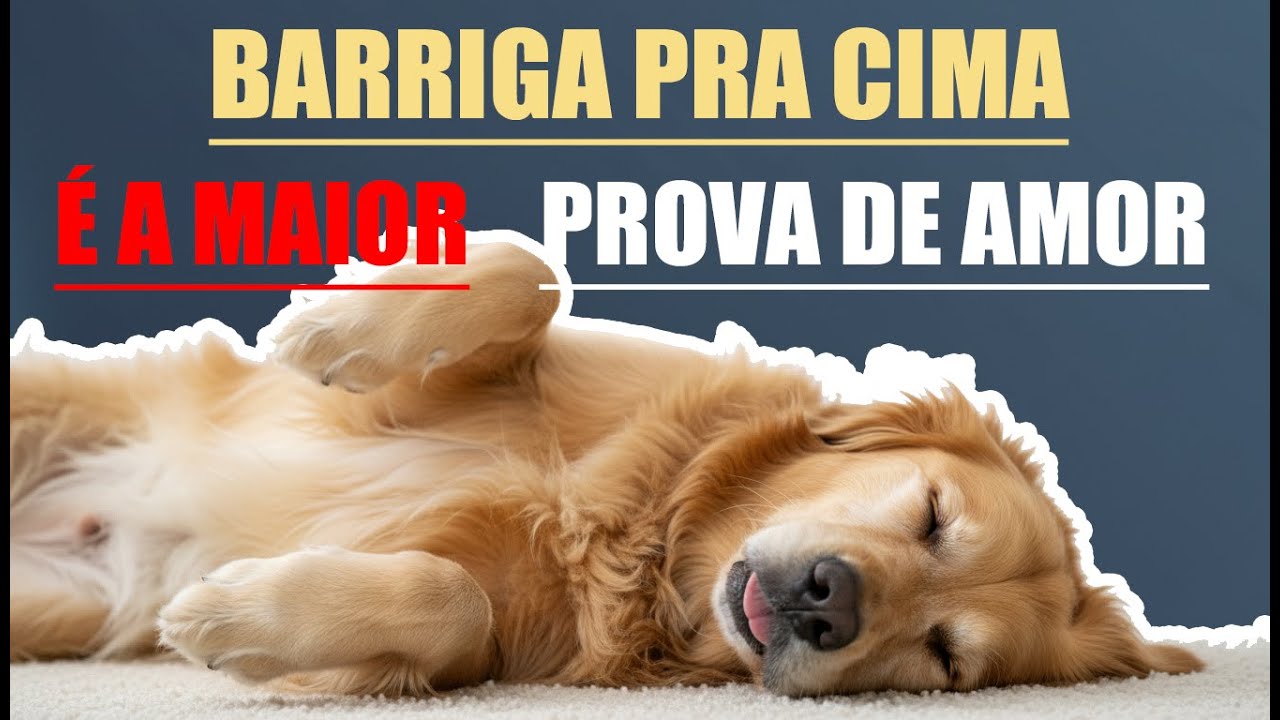Cachorro Dormindo de Barriga Pra Cima É a Maior Prova de Amor Que Existe