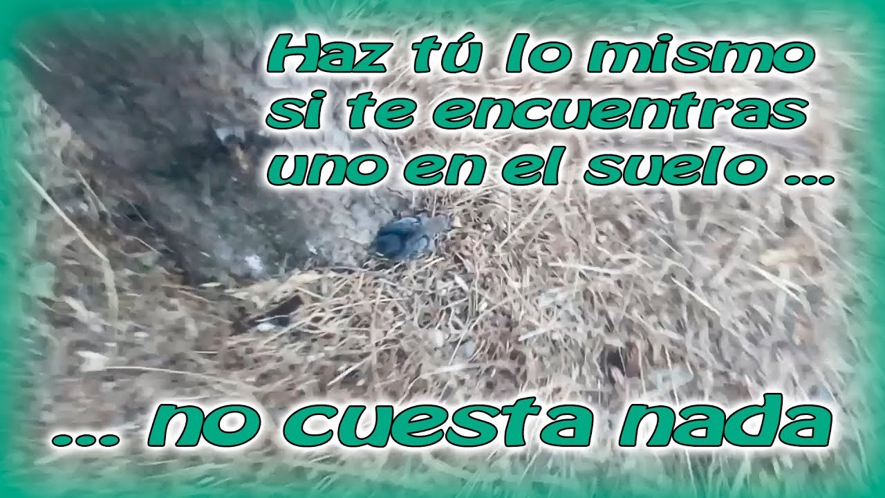 Haz tú lo mismo si te encuentras uno en el suelo, no cuesta nada