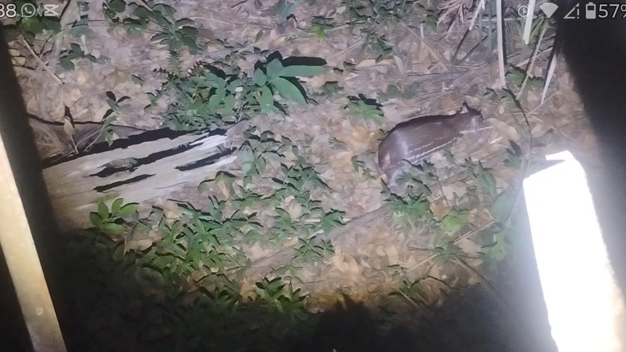 Mim surpreende com a cerva de paca, filmagens garantida 