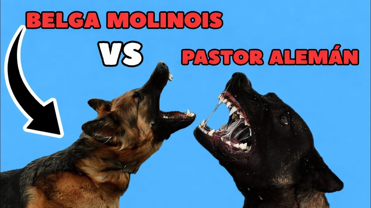 Batalla de titanes, pastor alemán vs Pastor Belga Molinois. 