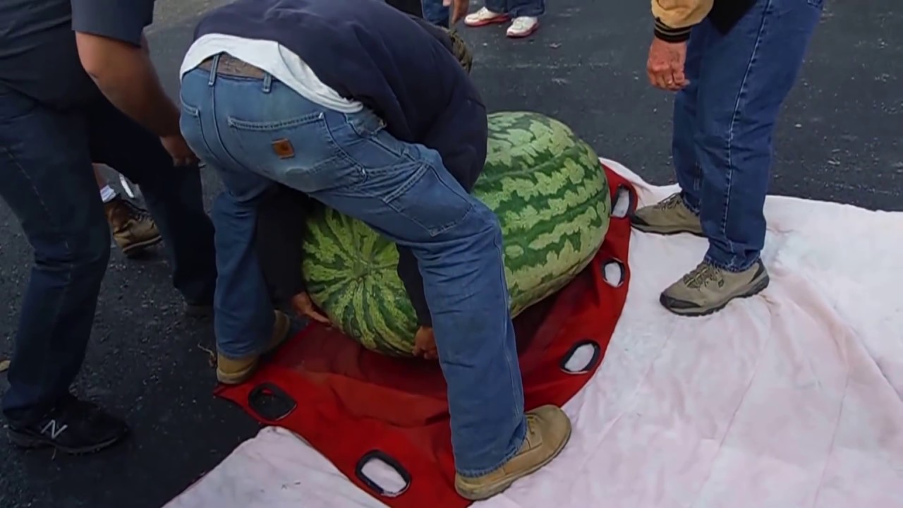 World record 350.5 Kent Giant Watermelon