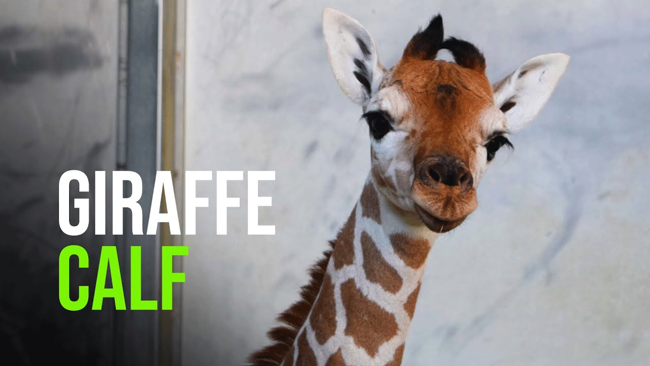 It's a Girl! The Living Desert welcomes female giraffe calf on 2 21 22