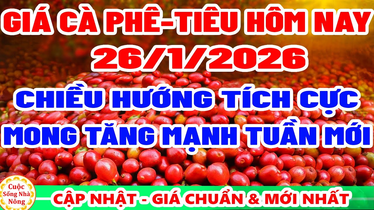 Giá cà phê hôm nay ngày 26/1/2026 | MONG TĂNG MẠNH TUẦN MỚI - giá tiêu hôm nay