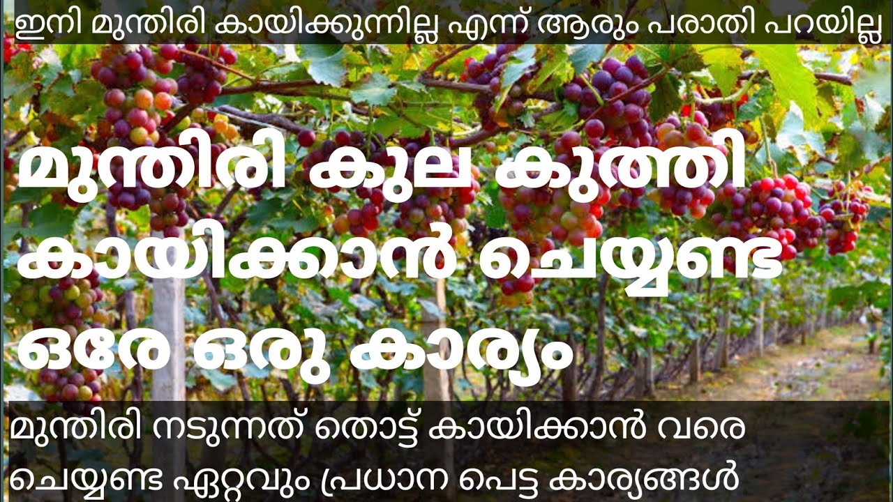 മുന്തിരി കുലകുത്തി കായ്ക്കാൻ#grapefarming​  #munthiri #pruning​#grapeplant​#grapepruning​