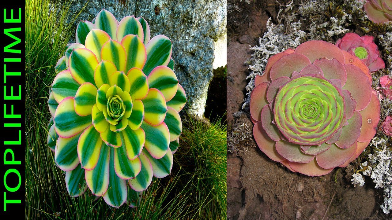 16 Aeoniums y sus Características