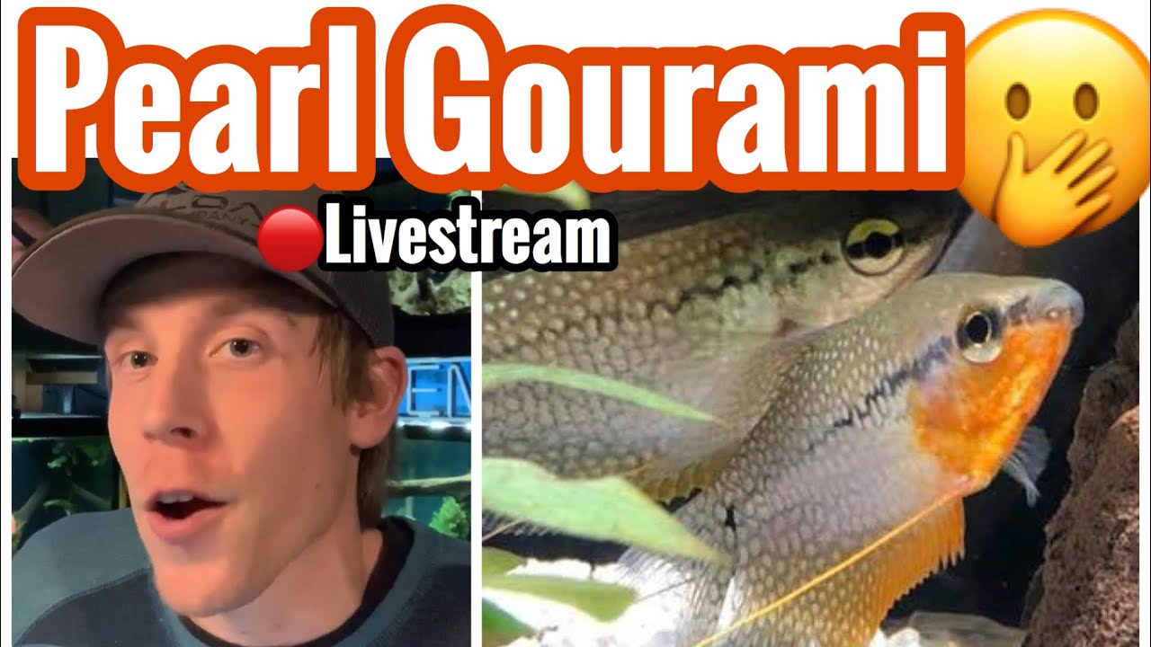 Pearl Gourami Tank Mates & Size