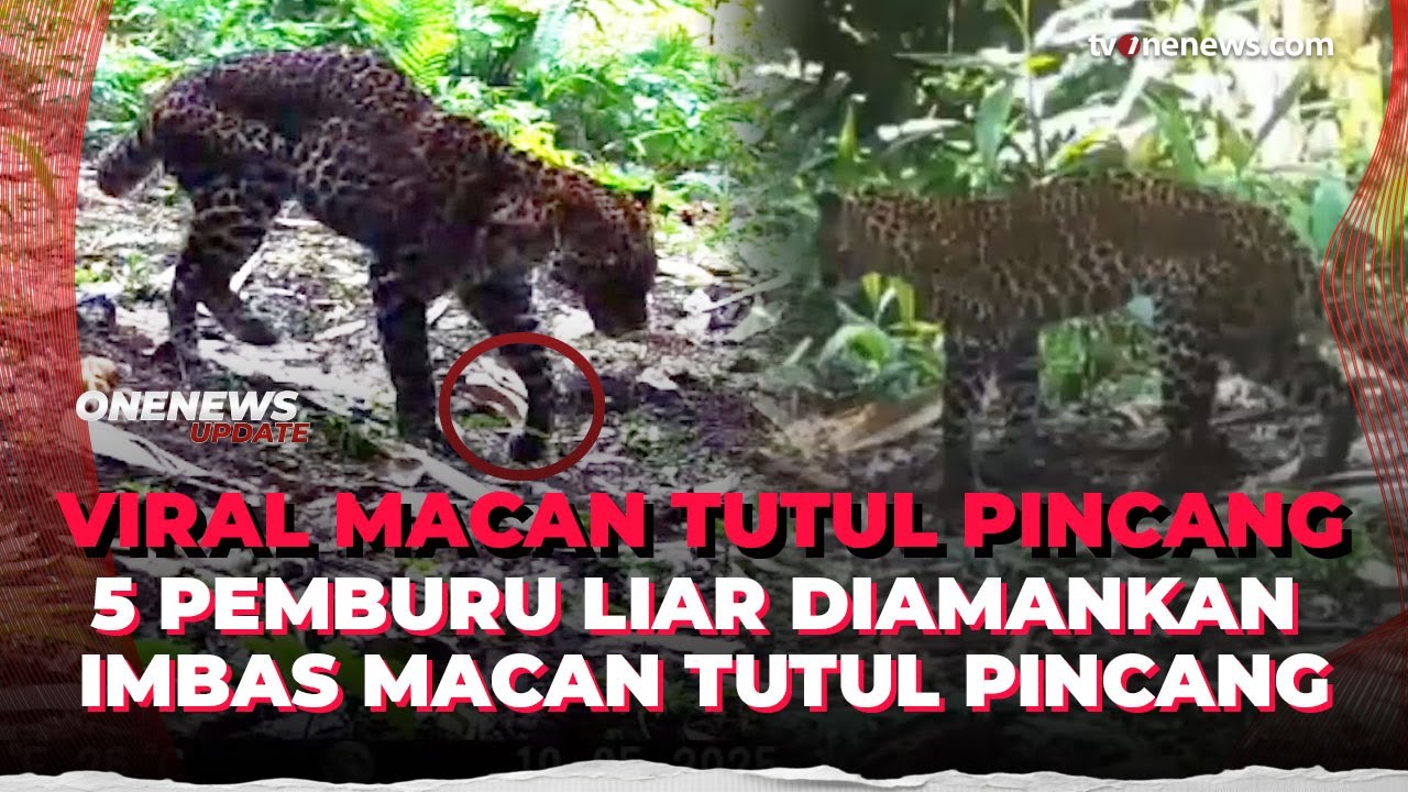 Macan Tutul Jawa Pincang Diduga Ditembak, Lima Pemburu Liar Diciduk Polres Karawang | OneNews Update