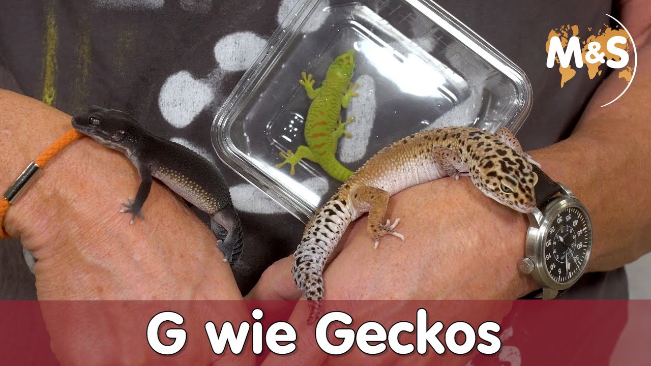 Mein erster Gecko, welches Tier passt zu mir? | Reptilien ABC | Reptil TV