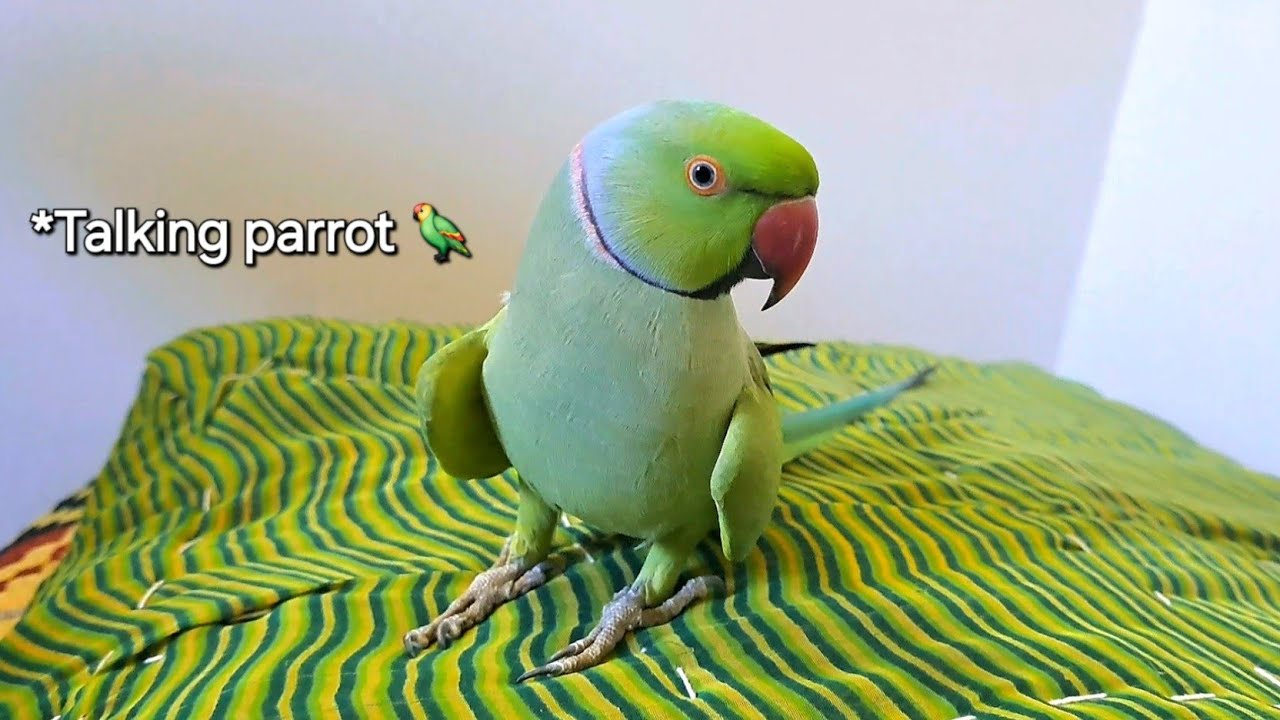 बातूनी तोता की प्यारी सी बातें. 🦜🫶