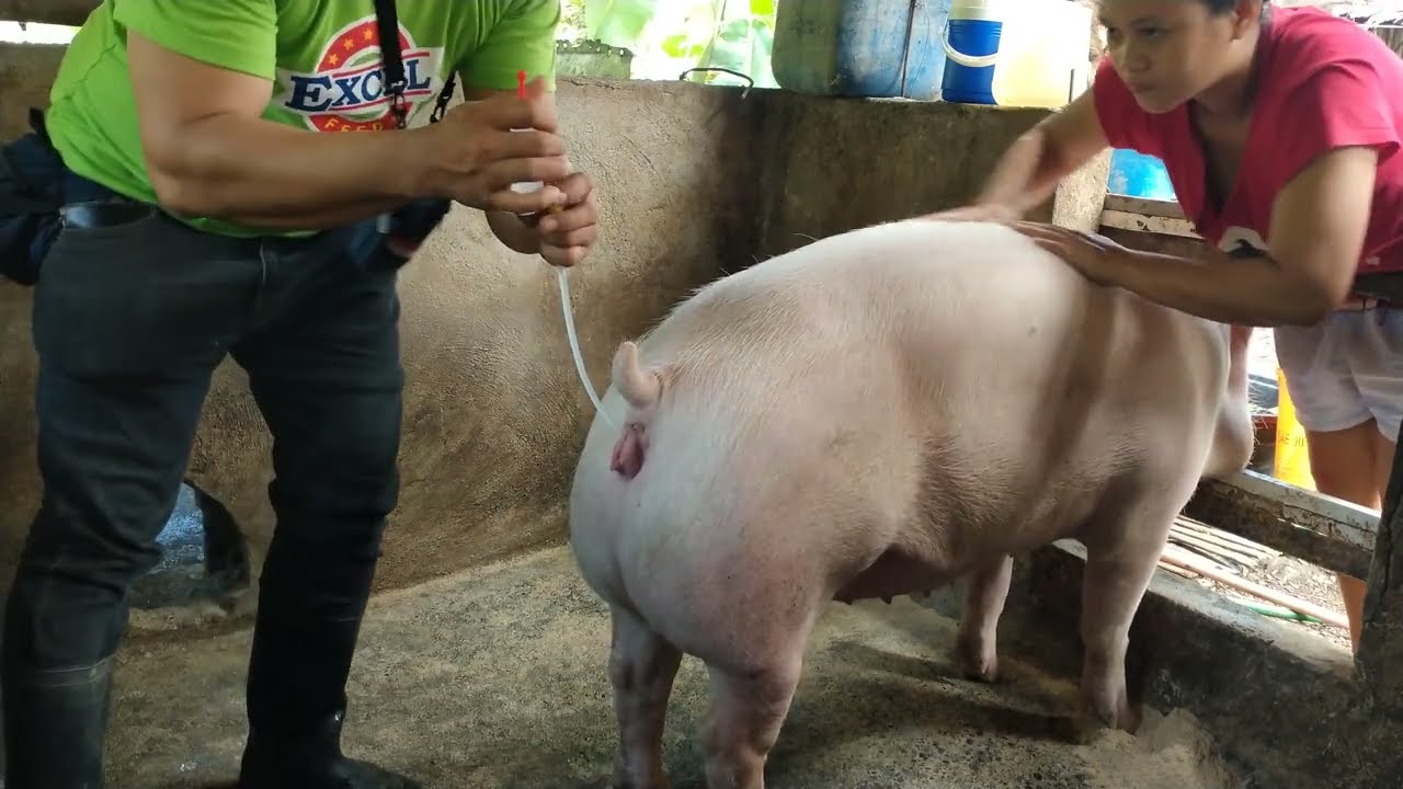 Paano mag AI Ng baboy