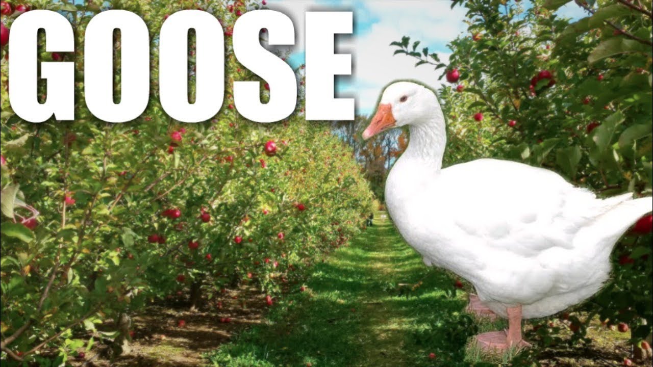 Homestead Geese....Should You Get Them?
