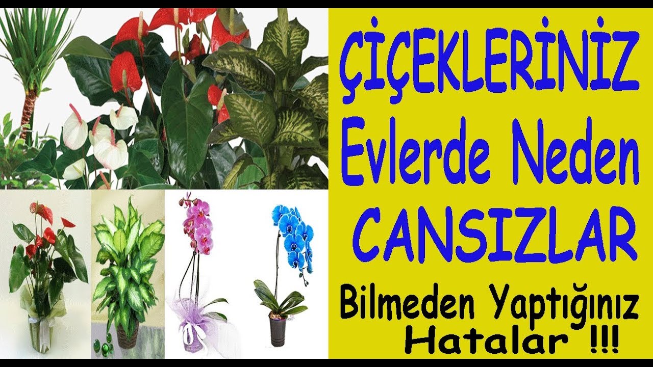 Dükkanlardaki çiçekler evlerde neden kötü oluyor?