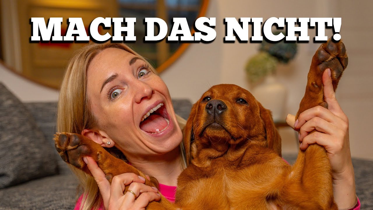Der erste Hund - Diese FEHLER macht jeder (und so vermeidest du sie)