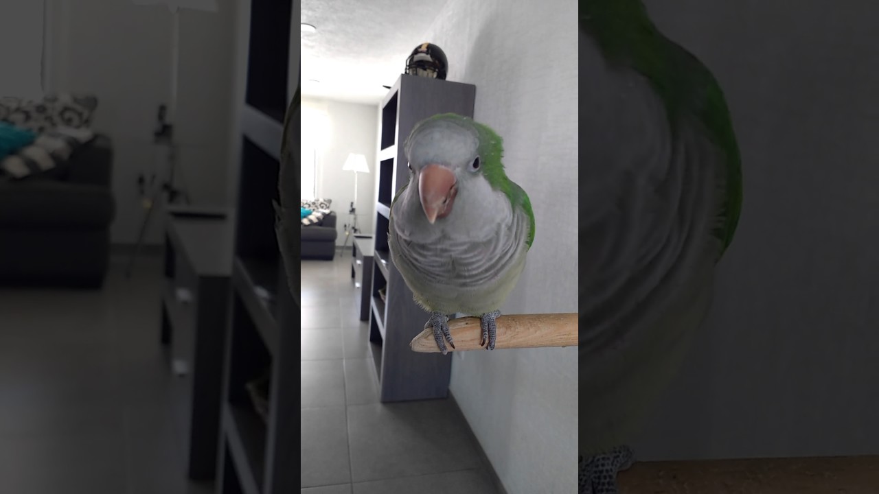 Perico monje aprende matem&aacute;ticas