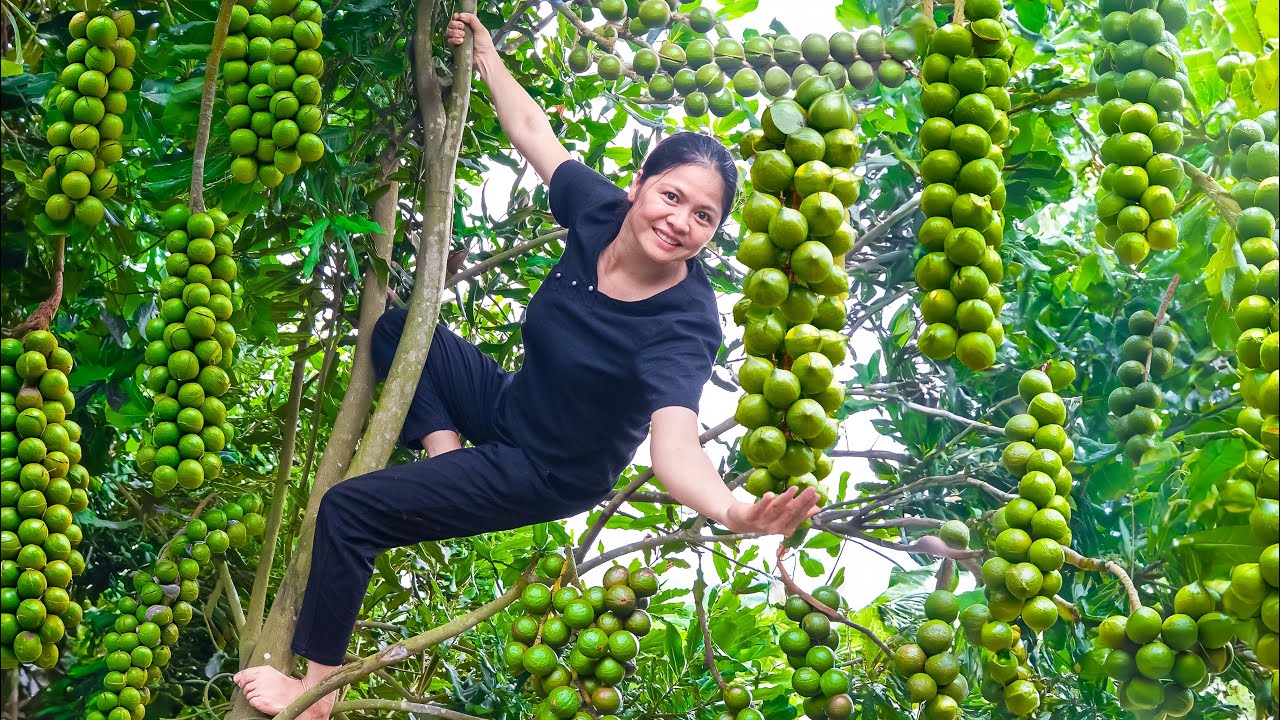 How Harvest fresh Macadamia Nut at garden go sell, Secret to making delicious Macadamia salt at home