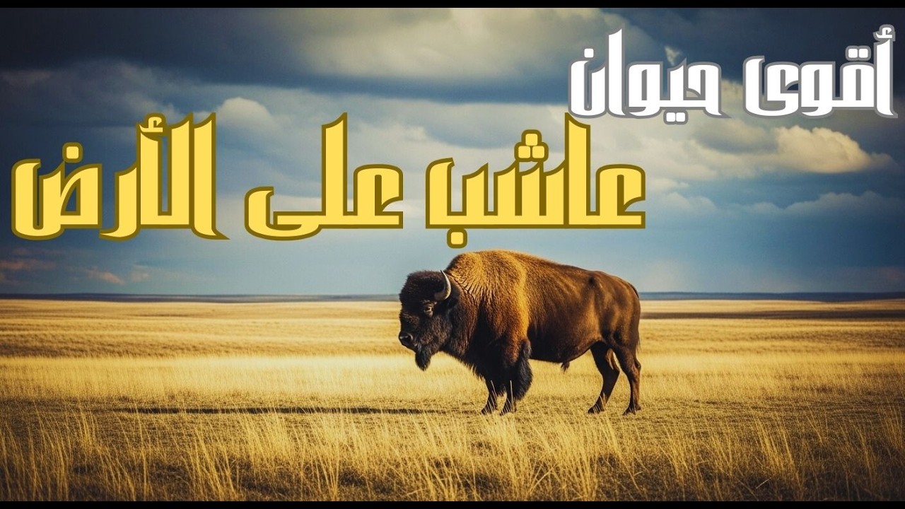 حكاية البايسون… من ملايين إلى حافة الانقراض