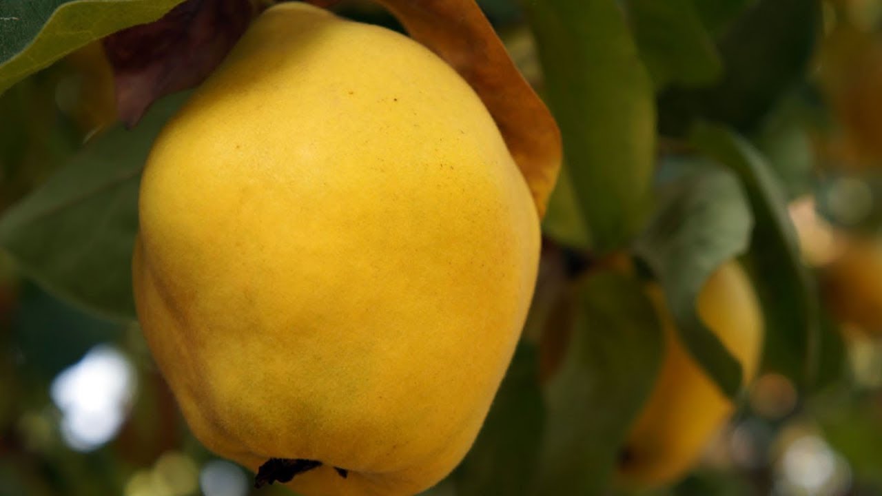Ayva (Eşme-limon) Cydonia oblonga