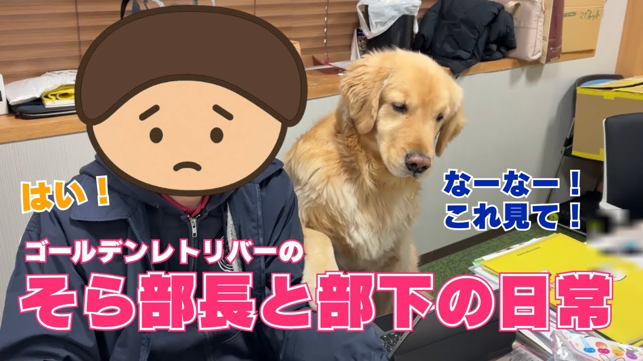 ゴールデンレトリバーがいる職場の日常