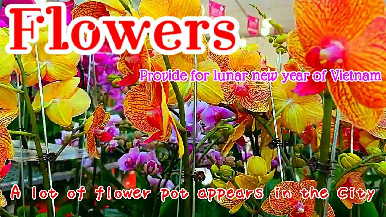 Potted flowers appear ahead of the Lunar New Year.　Hoa để chào mừng Tết Nguyên Đán