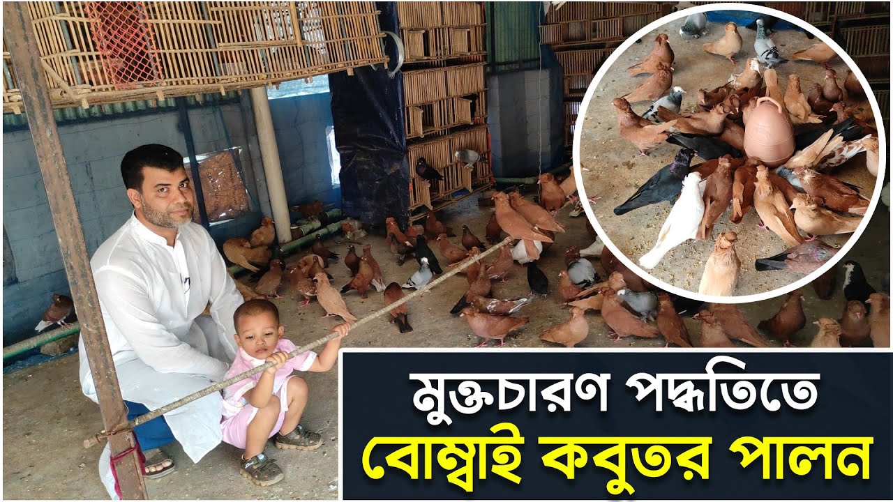মুক্তচারন পদ্ধতিতে বোম্বাই কবুতর পালন।বছরে আয় ৫ লক্ষ টাকা।Bombai Pigeon  Farming