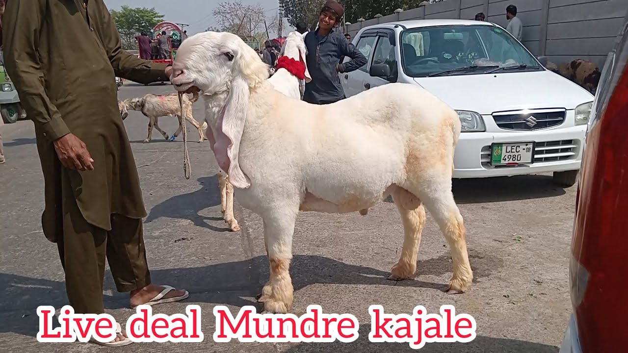 Live deal Mundra chhatri kajale chhatra Lahore Mandi makkhi chini bakre kurbani 2026 Sajjad Lahori 