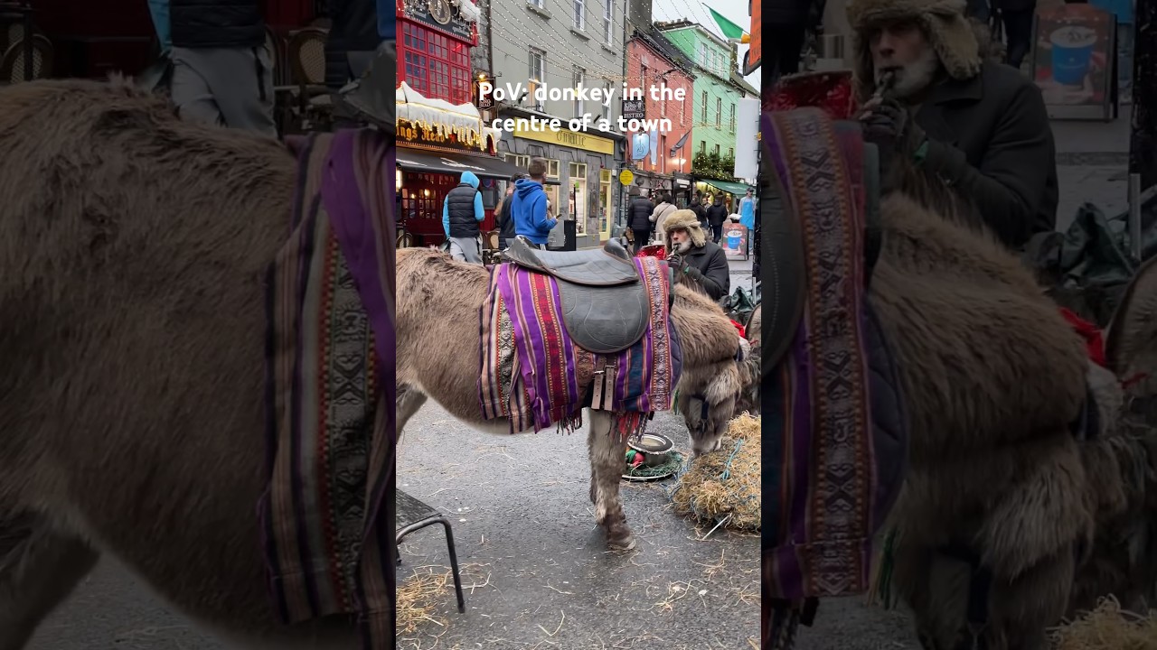 Walking on the streets of Galway and running into this sweet animal 
