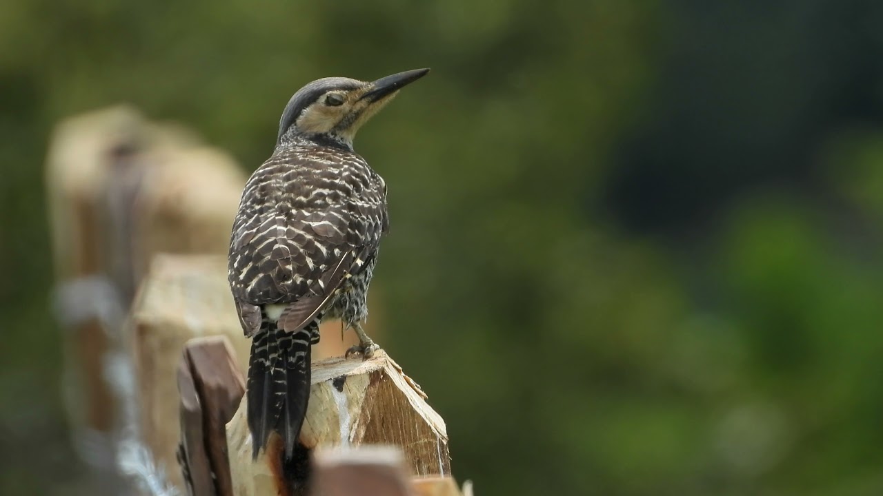 Pitío ( Colaptes pitius) canto..