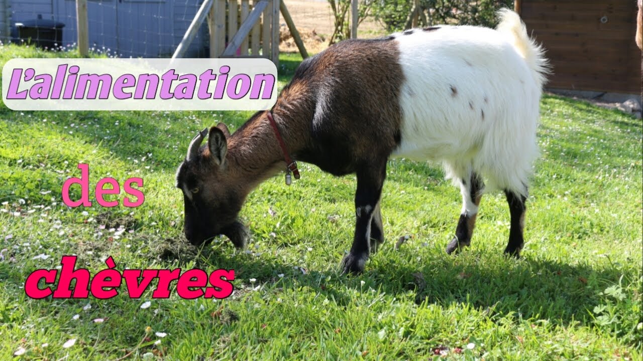L'ALIMENTATION des chèvres chez soi