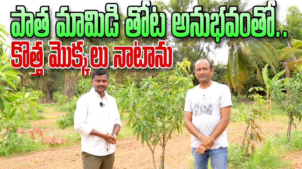 మామిడి మొక్కలు కొత్తగా నాటాను | Mango Plantation