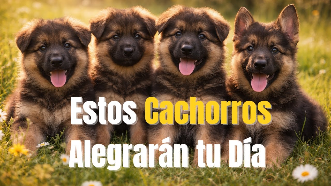 Mucha Ternura de Cachorros.