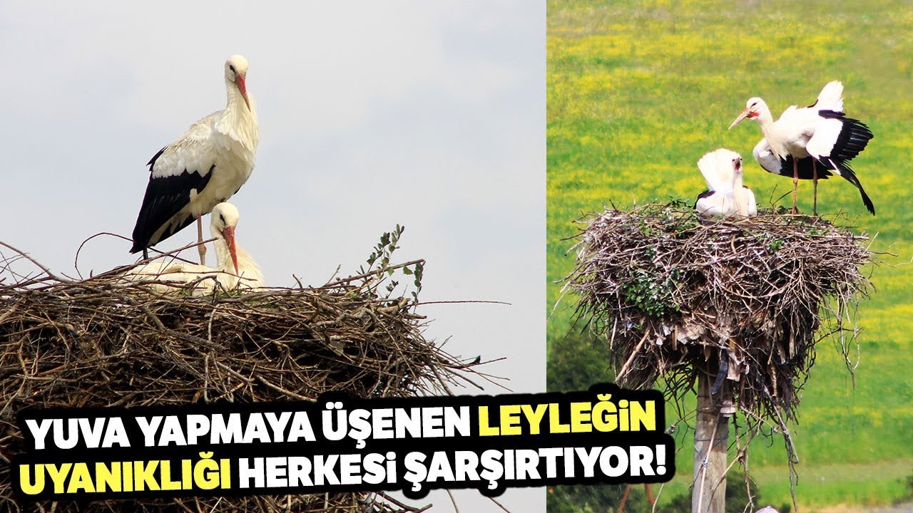 Yuva Yapmaya Üşenen Leyleğin Uyanıklığı