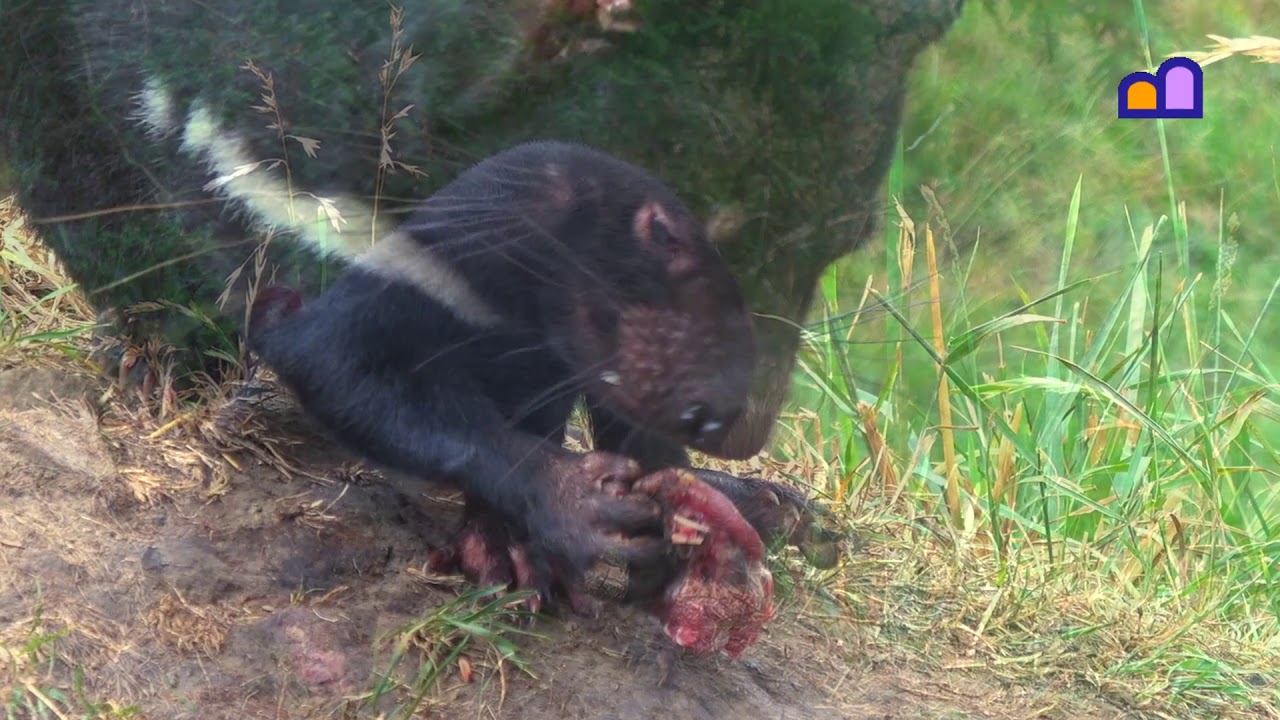 Australia - Tasmanian Devils Unzoo