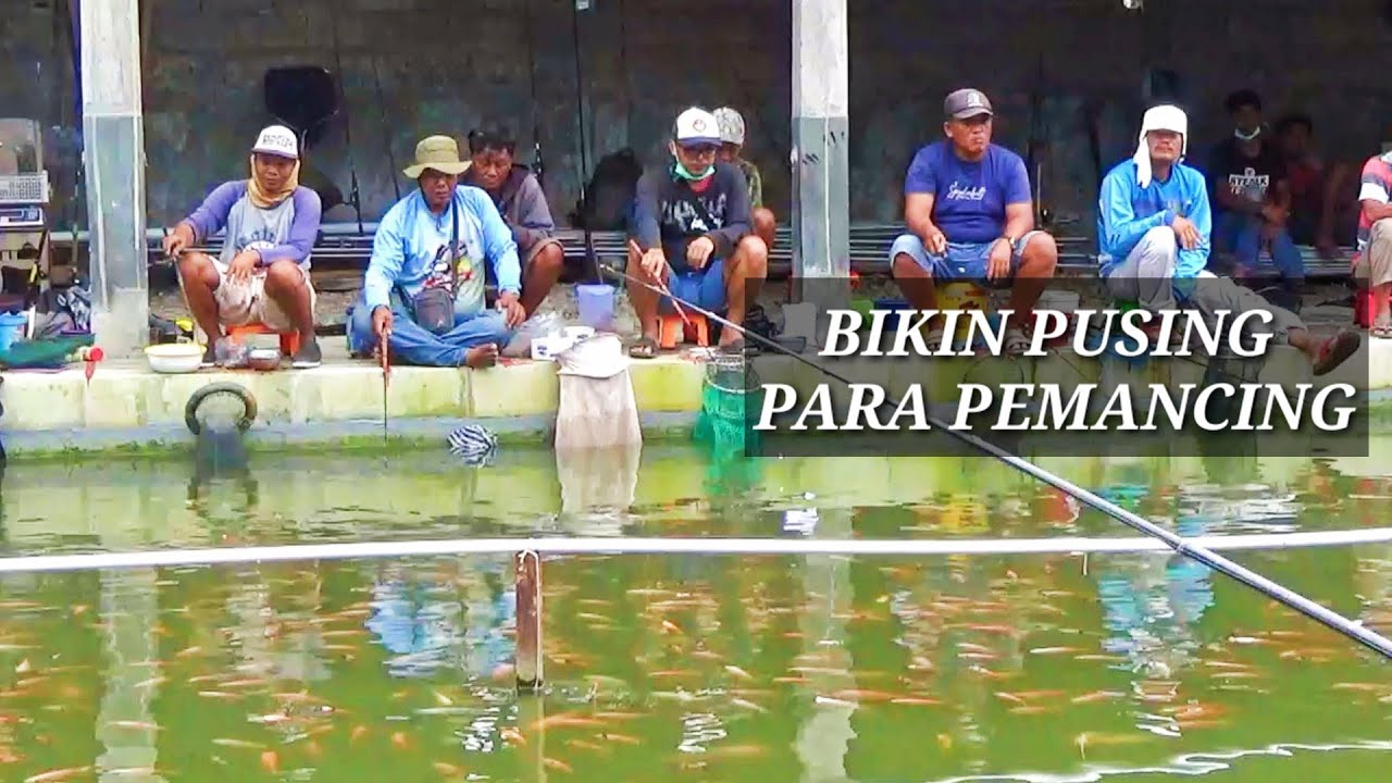 Ikan Nila Sangat Sensitif Terhadap Cuaca, sulit untuk dipancingi